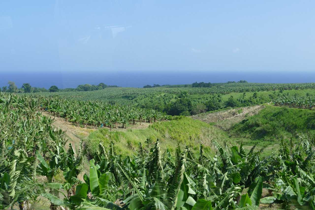 histoire de la Martinique